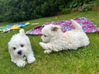 Scoby vel Theo i Simba - 8 tygodni